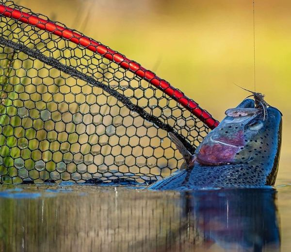 Mclean R601 Short Handle Large Net – Guide Flyfishing, Fly Fishing Rods,  Reels, Sage, Redington, RIO